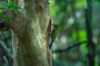 A colorful woodpecker perches on a tree trunk to feed its young in a hollow. In a lush forest, the birds green contrasts beautifully with the natural tones of the trees and blurred green leave.