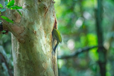 A colorful woodpecker perches on a tree trunk to feed its young in a hollow. In a lush forest, the birds green contrasts beautifully with the natural tones of the trees and blurred green leave.