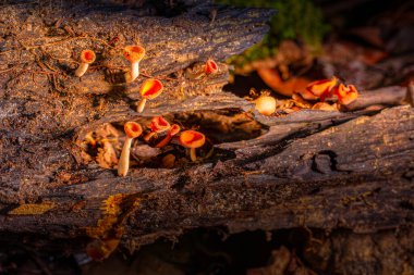 Tiny red champagne mushrooms bloom on damp logs, glowing like jewels in the rainforest. Their delicate cups capture mist and light, showcasing nature hidden artistry in miniature form