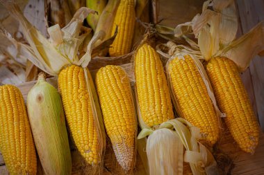 Taze sarı mısır koçanları düzenleniyor.