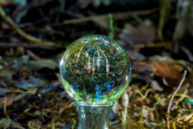 Temiz bir cam topun içinden baktığınızda, bir tür mantar göreceksiniz, bir leş yiyici bitki. Baykuş gibi garip bir şekli var. Nemli ve zengin ormanlarda olur. Nadir bulunan mantar mantarları. 