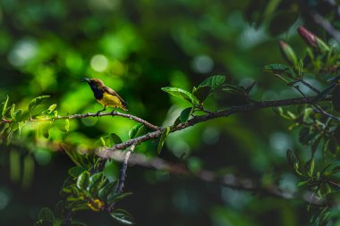 Narin sarı bir güneş kuşu tamamen açmış bir amberin üzerinde oturur, doğal dengede dengelenmiş kavisli gagası tropikal yaşamın canlı özünü ve bitki örtüsü ile faunanın bağlantısını vurgular..