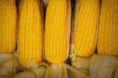 Yumuşak doğal ışık altında ahşap bir sandığın içine istiflenmiş canlı sarı mısır koçanları. Kompozisyon, hasatın sıcaklığını ve tarladan toplanan taze mısırın sağlıklı cazibesini yansıtıyor..