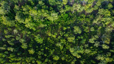 Prathong adası Phang Nga 'daki Samed Khao ormanının havadan görünüşü. Nadir bulunan Savanna Woodland. Doğa tarafından güzel dallarla süslenmiş eşsiz bir ağaç..