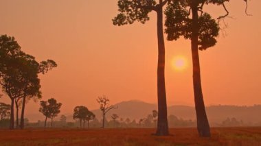 Uzun ağaçların ve dağların ardında gün batımı