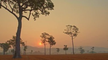 Manzaradaki ağaçların üzerinde gün batımı
