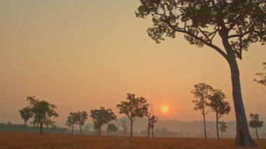 Ağaçlarla kaplı tarlaların üzerinde gün batımı