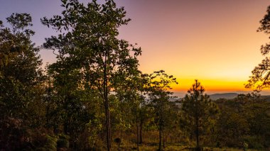 Phu Ruea Ulusal Parkı 'nın yüksek dağları üzerinde huzurlu bir gündoğumu, yumuşak altın ışığın uzun çam ağaçlarının arasından süzülüp, sakin ve ferahlatıcı bir doğal atmosfer oluşturduğu yerde..