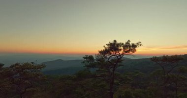 Çam ağaçlarının üzerinde huzurlu bir gündoğumu manzarası, ziyaretçilerin sisli dağların katmanlarını ve altın ışıkla yıkanmış yemyeşil çamları görmezden geldiği bir yer. Bu sakin hava manzarası özgürlüğü, temiz havayı taşır..