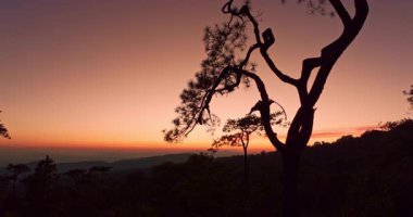 Çam ağaçlarının üzerinde huzurlu bir gündoğumu manzarası, ziyaretçilerin sisli dağların katmanlarını ve altın ışıkla yıkanmış yemyeşil çamları görmezden geldiği bir yer. Bu sakin hava manzarası özgürlüğü, temiz havayı taşır..