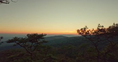 Phu Ruea Ulusal Parkı 'nın yüksek dağları üzerinde huzurlu bir gün doğumu, yumuşak altın ışığın uzun çam ağaçlarının arasından süzülüp, sakin ve ferahlatıcı bir doğal atmosfer oluşturduğu yerde..