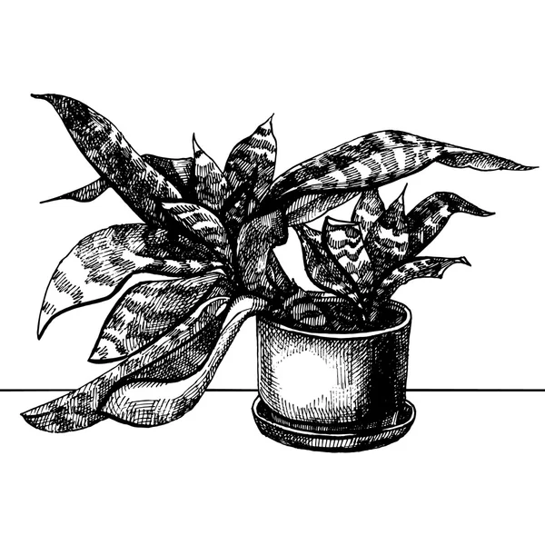 Szobanövény pot — Stock Vector