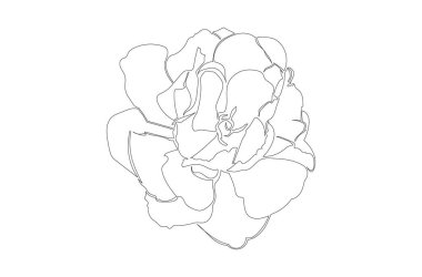 Aralıksız Lale Çiçeği Çizimi