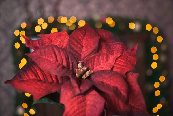 Christmas kırmızı Atatürk çiçeği ve sarı garland