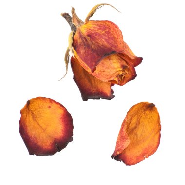 İzole parlak rose ve yaprakları