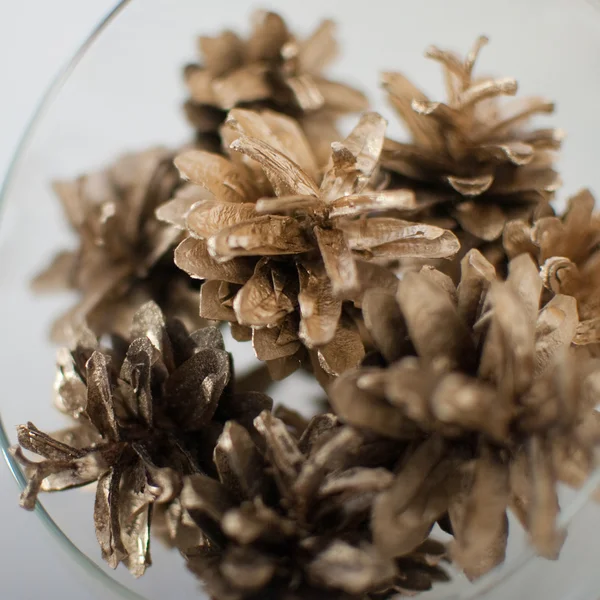 Altın çam kozalakları