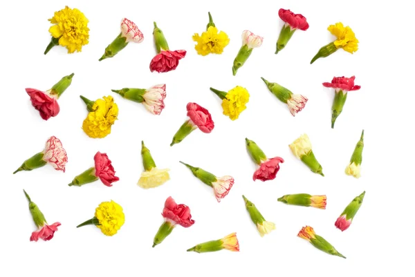 İzole çayır çiçekler