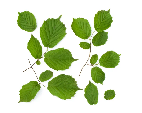 Yeşil yaprakların izole süsleme