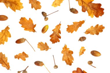 İzole sonbahar meşe palamudu ve sarı Meşe yaprağı ile yazdırma