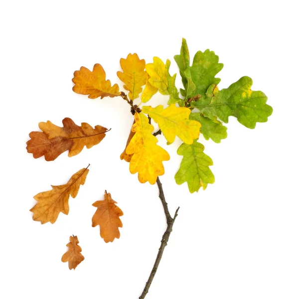 İzole küçük meşe ağacı