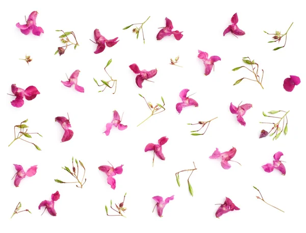 İzole vahşi orkide