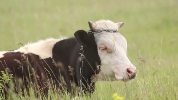 Vache mâchant de l'herbe sur le terrain. Gros plan . — Video