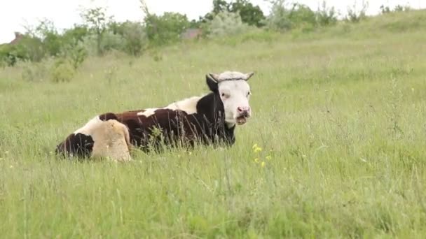 Корова жует траву на поле — стоковое видео