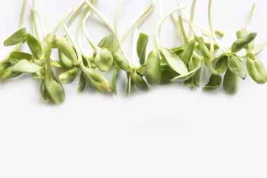 Ayçiçeği lahanası. Beyaz bir arka plan üzerinde izole.