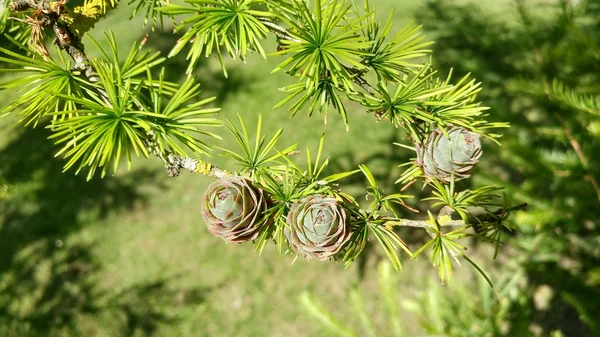 Birkaç yeşil koni — Stok fotoğraf