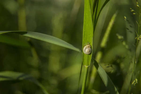 Macro op de weide — Stockfoto