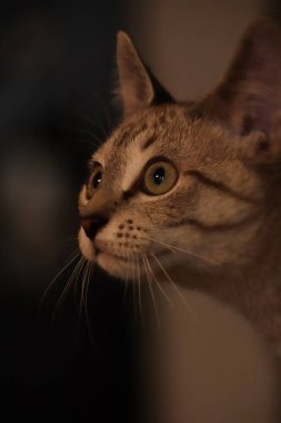 Bej kedi dikkatle yukarı bakıyor.