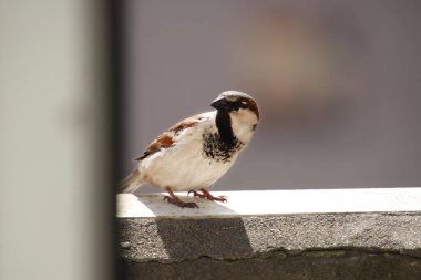 Bir serçe balkonda oturur ve kameraya bakar.