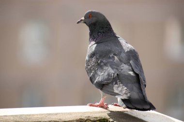 Güvercin balkonda oturur ve kameraya bakar.
