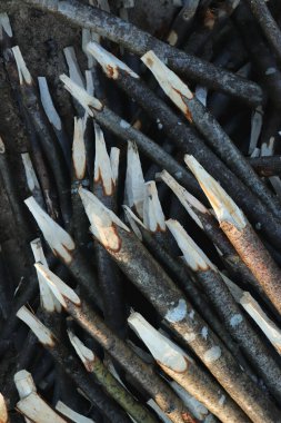 Arka planda bir sürü tahta kazık var. Çok yönlü dallar.