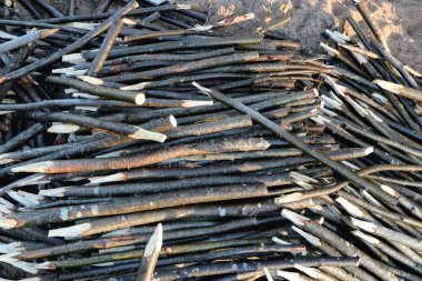 Arka planda bir sürü tahta kazık var. Çok yönlü dallar.