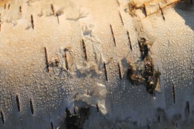 Güneşli huş ağacı kabuğu arka planı. Ağaç kabuğu dokusu.