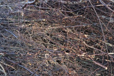 Bir sürü küçük dal dokusu. Arka planda bir sürü şube.