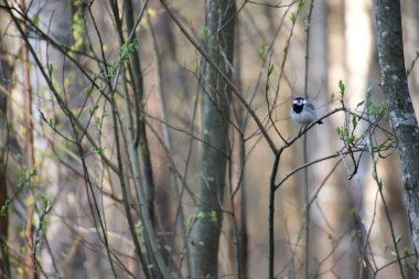 Ormanda ince bir dalda oturan kuş..