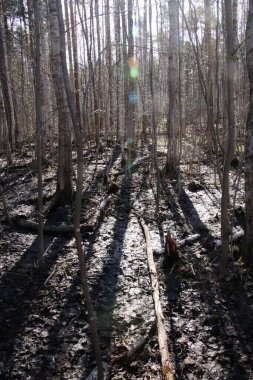 Ağaçların gölgesi var. Orman uzaklığı manzara arkaplanı.