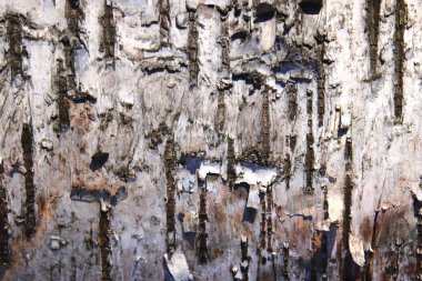 Ağaç gövdesi kabuğu dokusu. Beyaz tahta arkaplan.