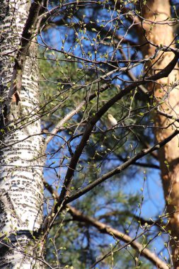 İki ağaç arasındaki küçük dalda oturan kuş.