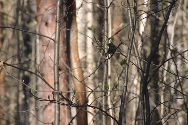 Ormandaki kuş küçük bir dala oturmuş ve geriye bakıyor