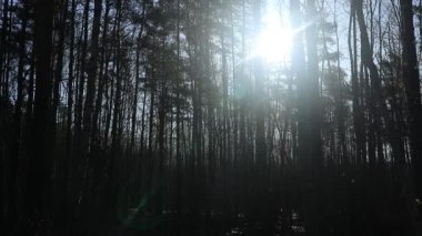 Forest landscape. Trees meadow pond with shadows and sun light reflection background.  