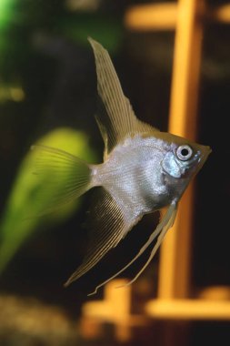 Beyaz küçük skaler. Akvaryum yaban hayatı tankı geçmişi. Güzel sualtı dünyası.