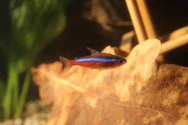 Akvaryumda kırmızı mavi neon. Arkaplanda kuru yaprak olan tahta çubuklar.