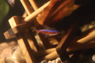 Akvaryumda kırmızı mavi neon. Arkaplanda kuru yaprak olan tahta çubuklar.