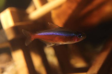 Akvaryumda kırmızı mavi neon. Arkaplanda kuru yaprak olan tahta çubuklar.