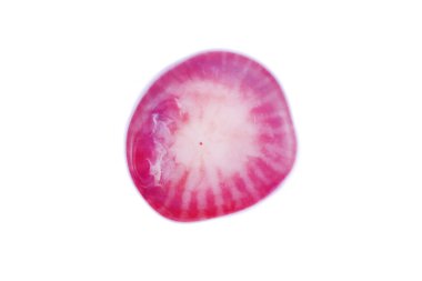 Beyaz ışık izole edilmiş arka planda kırmızı mercan mücevher taş dokusu. Makro yakın çekim.