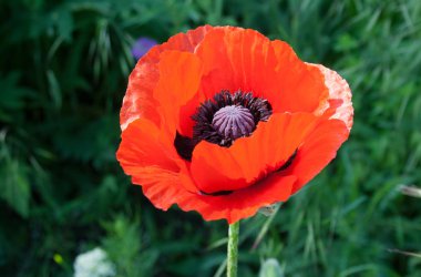 Bud, izole ile haşhaş çiçekleri,