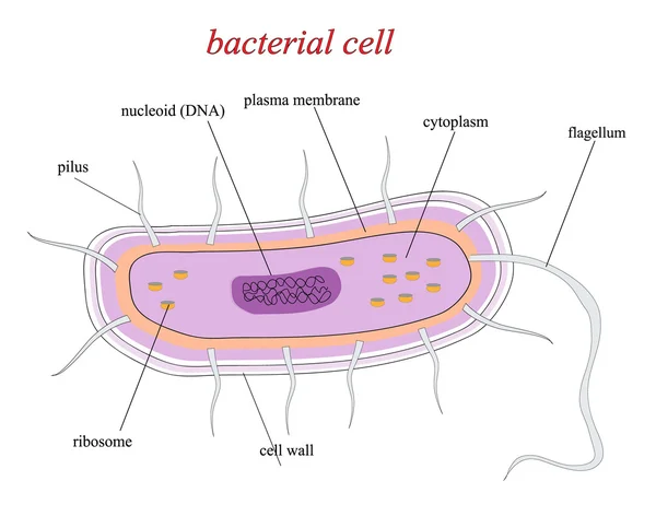 Strukturen i en bakteriecell — 图库矢量图片